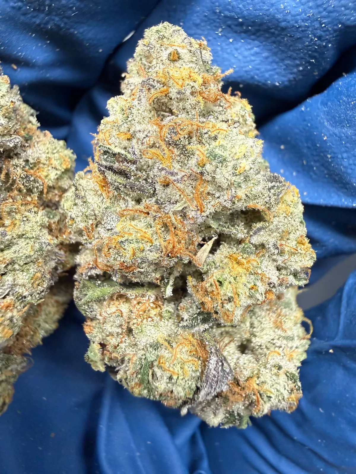 Blueberry Muffin Flower